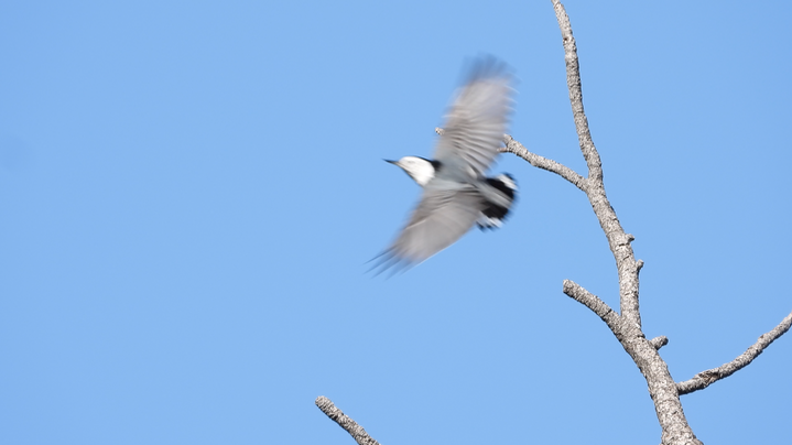 Nuthatch, White-Breasted 2022 4