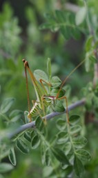Obolopteryx brevihastata - Common Short-wing Katydid2