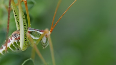 Obolopteryx brevihastata - Common Short-wing Katydid4