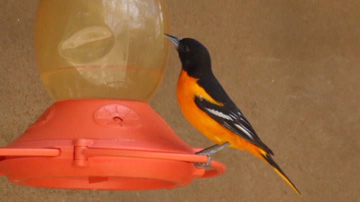 Oriole, Baltimore 1