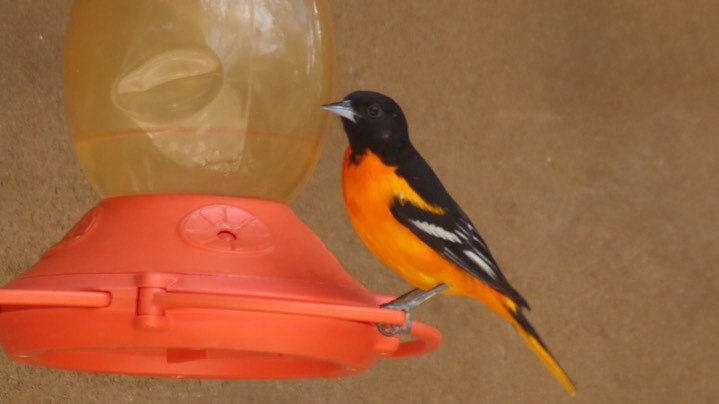 Oriole, Baltimore