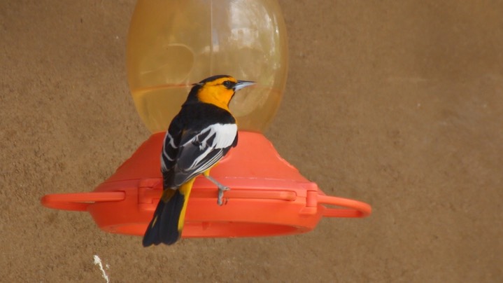 Oriole, Bullock's 2
