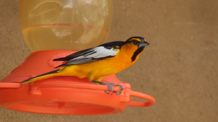 Oriole, Bullock's 3