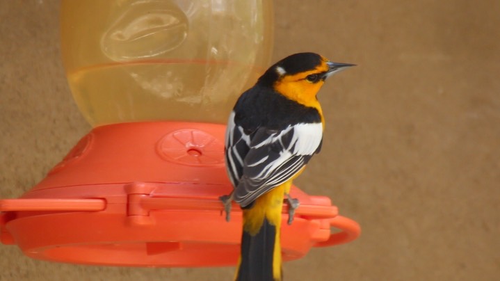Oriole, Bullock's 4