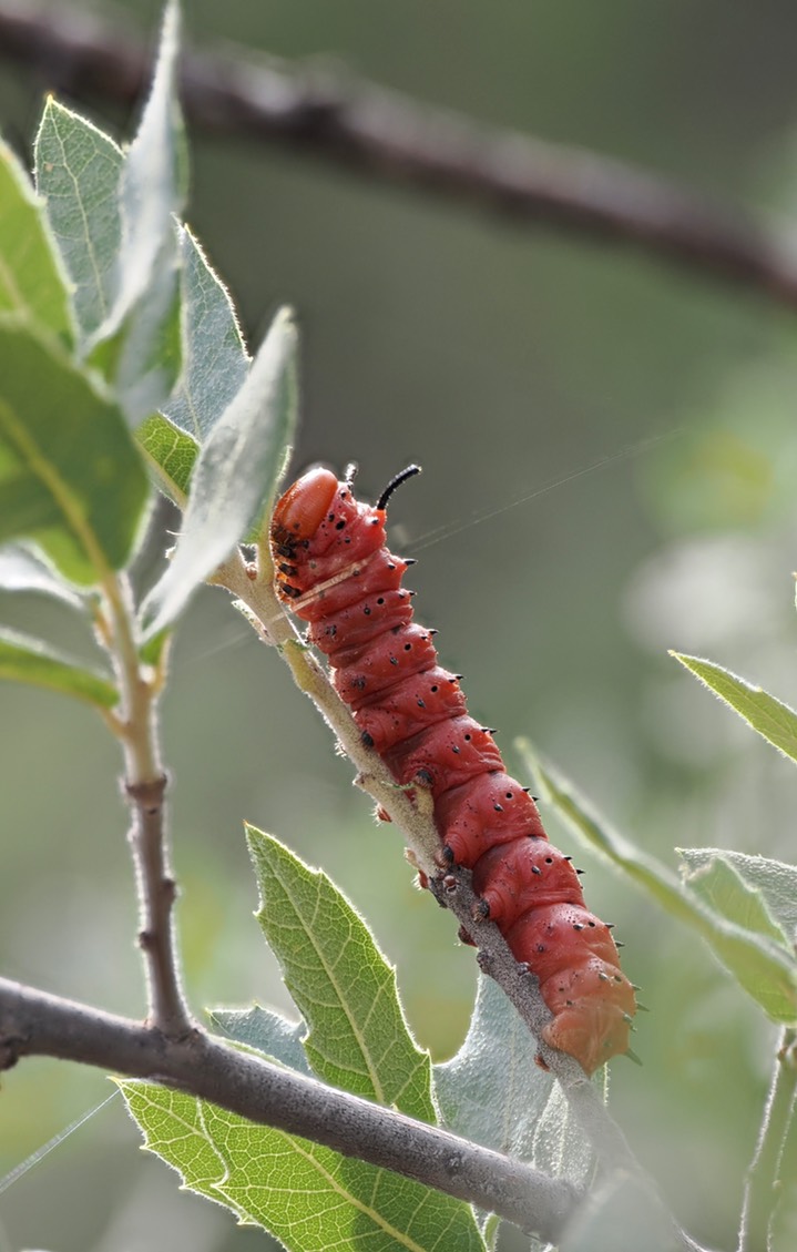 Oslar’s Oakworm Moth 1 2
