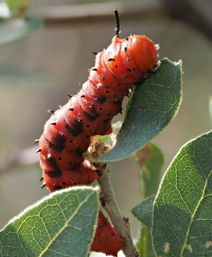 Oslar’s Oakworm Moth c12 2