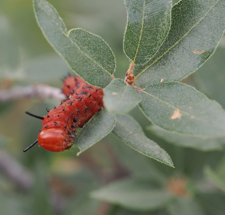 Oslar’s Oakworm Moth c2 2