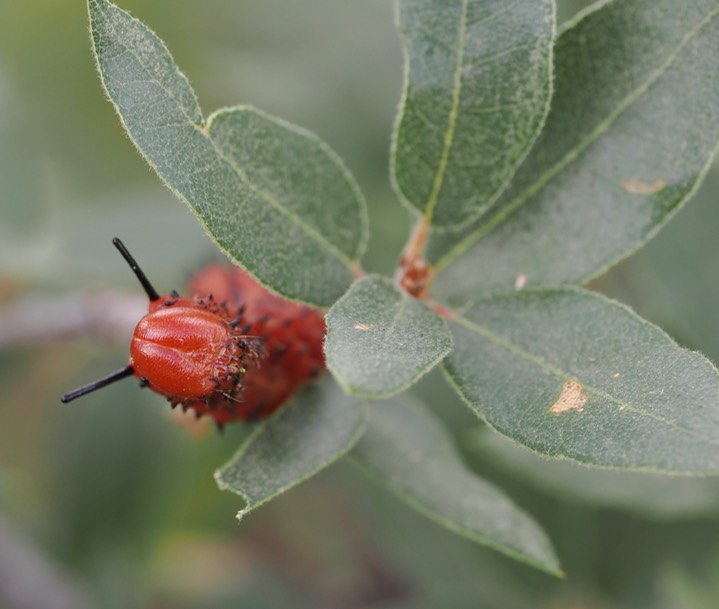 Oslar’s Oakworm Moth c3 2
