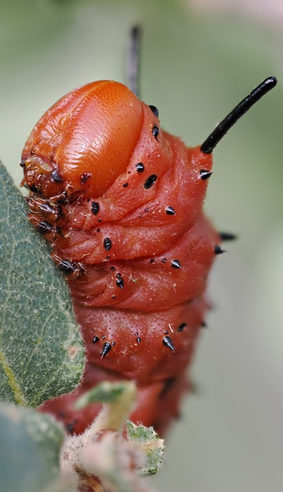 Oslar’s Oakworm Moth c5 (2) 2