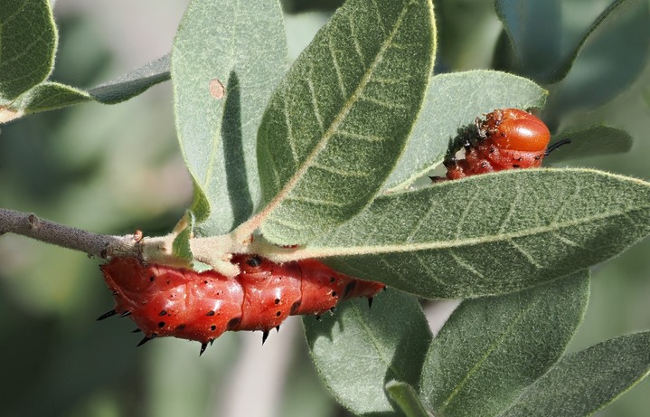 Oslar’s Oakworm Moth c5 2