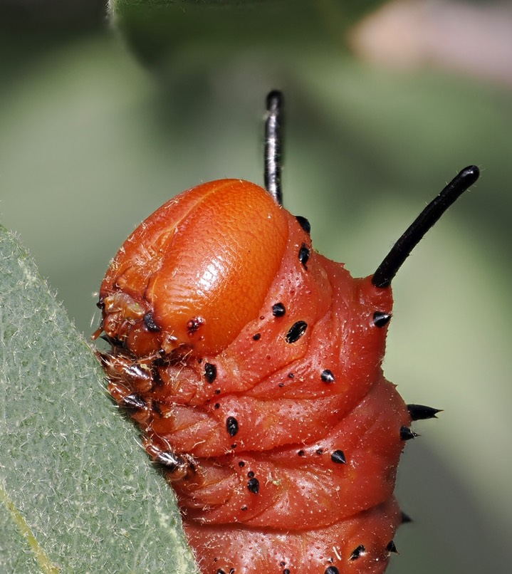 Oslar’s Oakworm Moth c7 2
