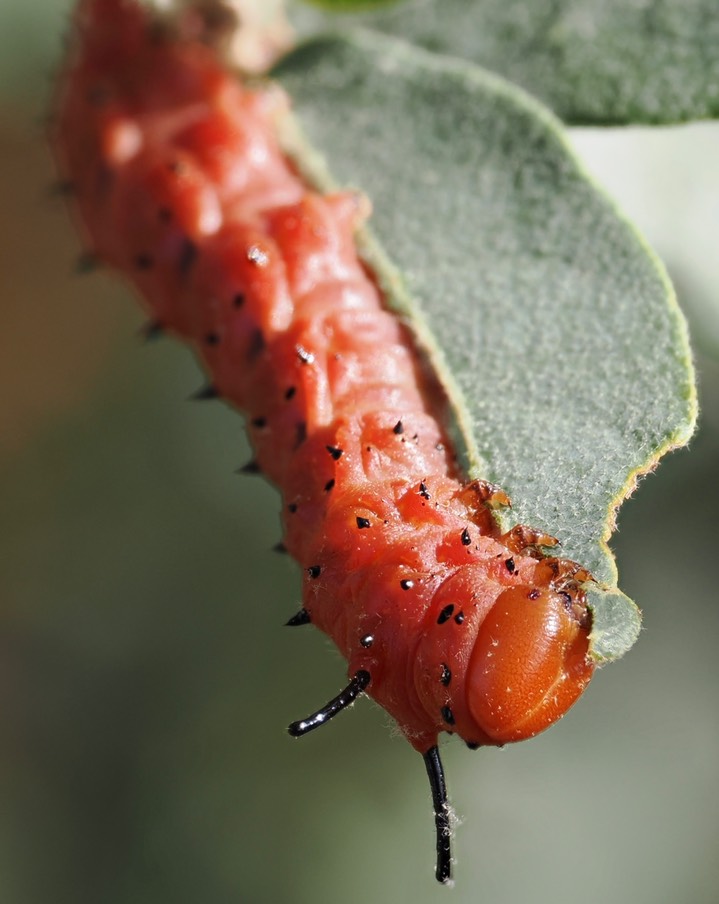 Oslar’s Oakworm Moth c8 (2) 2