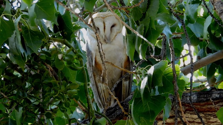 Owl, Barn 1