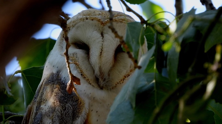 Owl, Barn 2