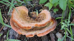 P8070192