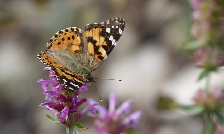 Painted Lady, Vanessa cardui2