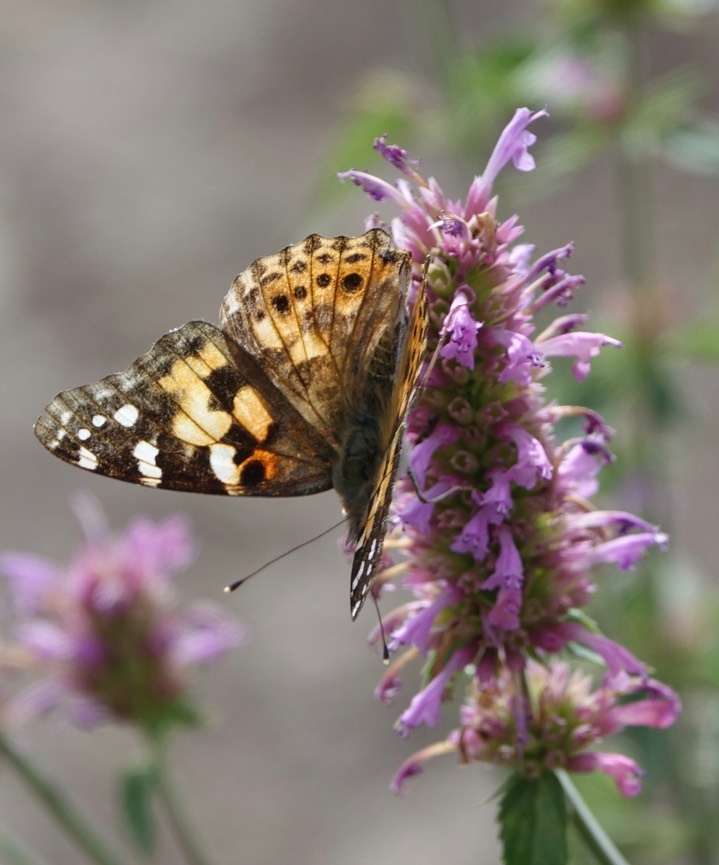 Painted Lady, Vanessa cardui3