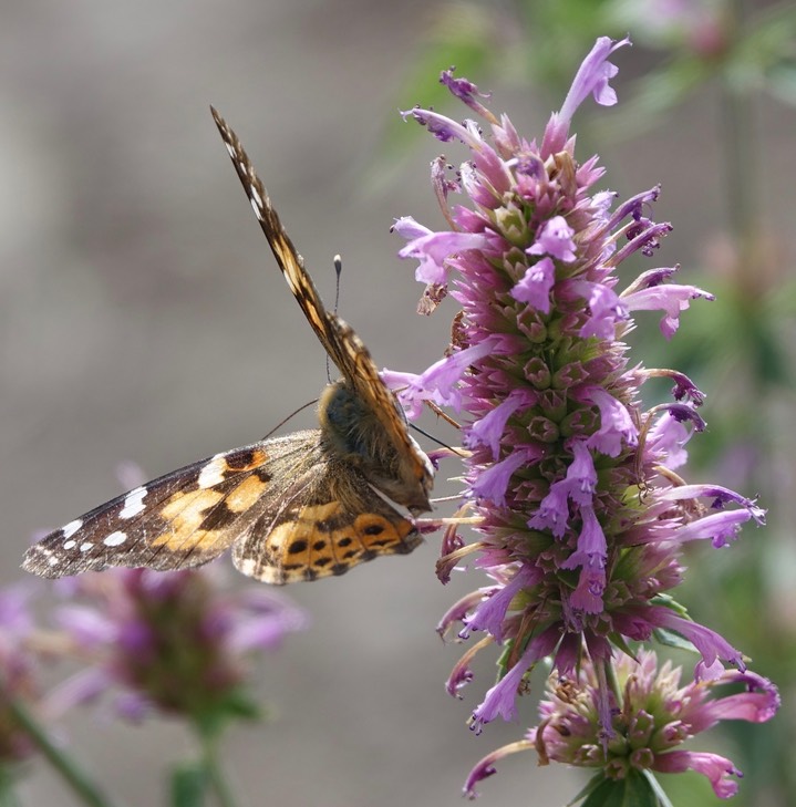 Painted Lady, Vanessa cardui4