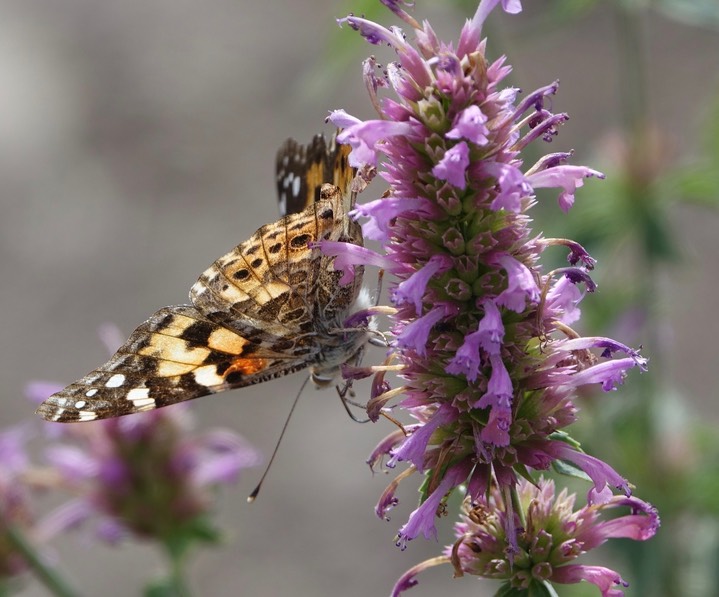 Painted Lady, Vanessa cardui5