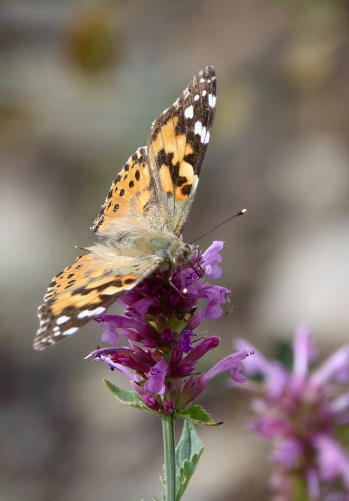 Painted Lady, Vanessa cardui