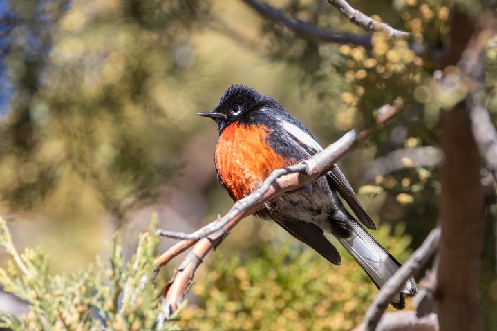 Painted redstart - January 03, 2023
