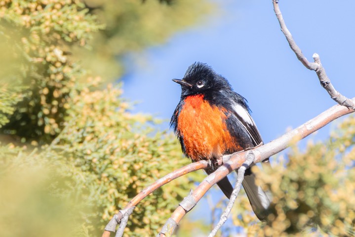 Painted redstart - January 03, 2023-2