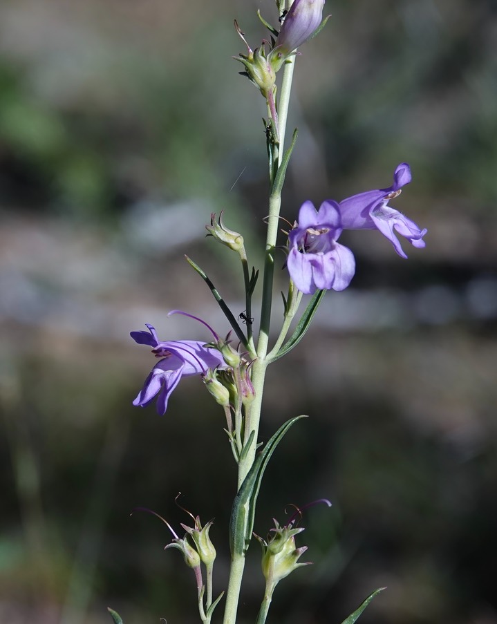 Penstemon linarioides linarioides, North Percha Creek east of FR-157 1