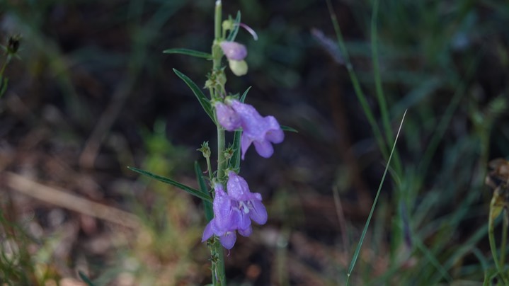 Penstemon virgatus 3 Rabb Park