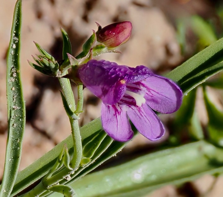 Penstemon virgatus Rabb Park4 3
