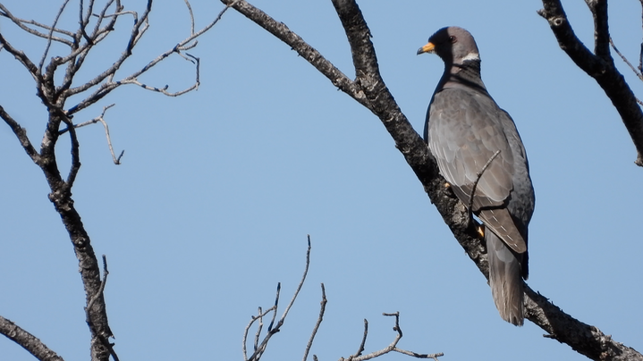 Pigeon, Band-tailed 2022