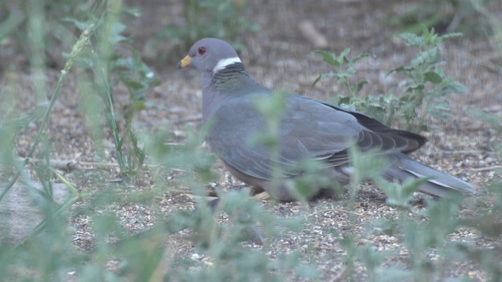 Pigeon, Band-tailed May 1