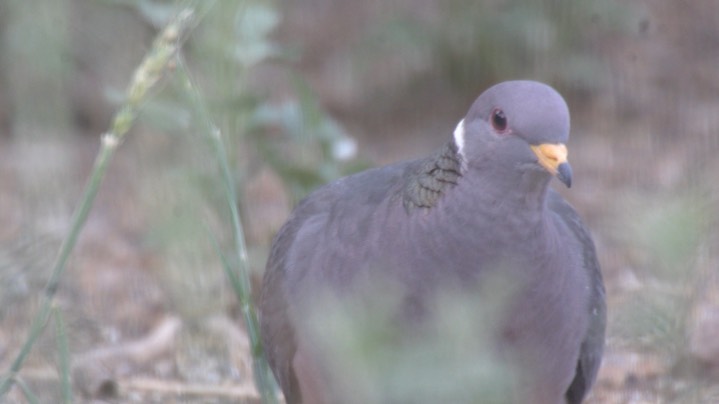 Pigeon, Band-tailed May 2