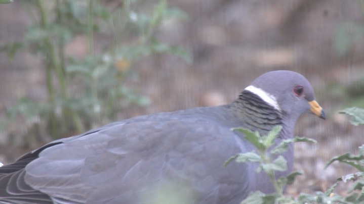 Pigeon, Band-tailed May 3