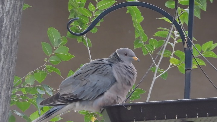 Pigeon, Band-tailed (New Mexico) 2018