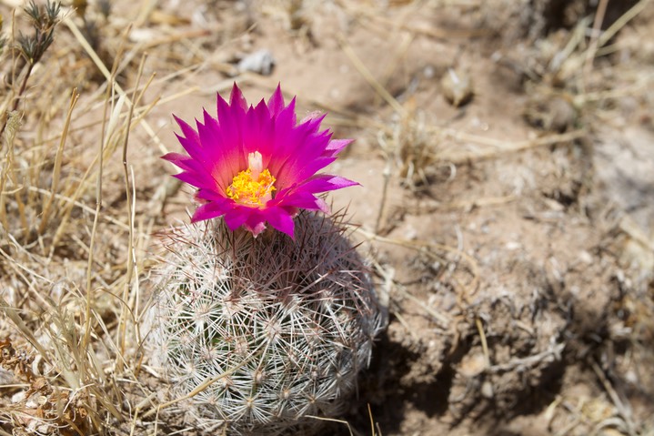 Pincushion or Spinystar Cactus Pelecyphora vivipara May 3, 2014 s of Hillsboro