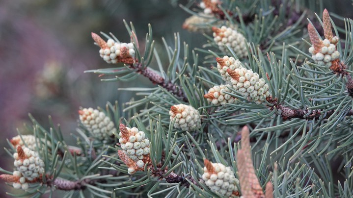 Pinyon Pine, west of Kingston, NM
