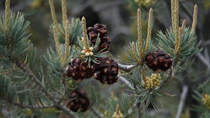 Pinyon Pine west of Kingston, NM