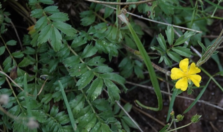  Potentilla crinita (A. Gray)  Bearded or Lemmon’s cinquefoil  3
