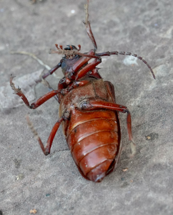 Prionus californicus aka California Prionus or Giant Root Borer.  Hillsboro (1)