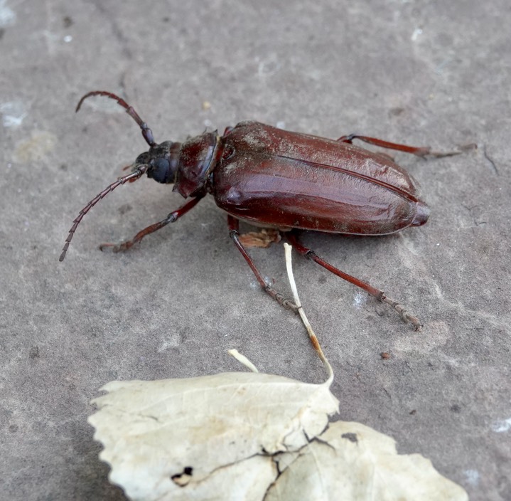 Prionus californicus aka California Prionus or Giant Root Borer.  Hillsboro
