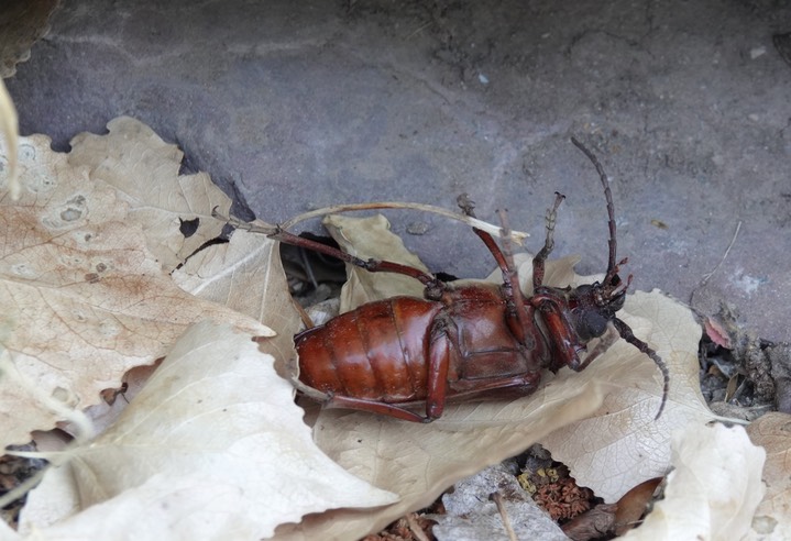 Prionus californicus aka California Prionus or Giant Root Borer.  Hillsboro 4