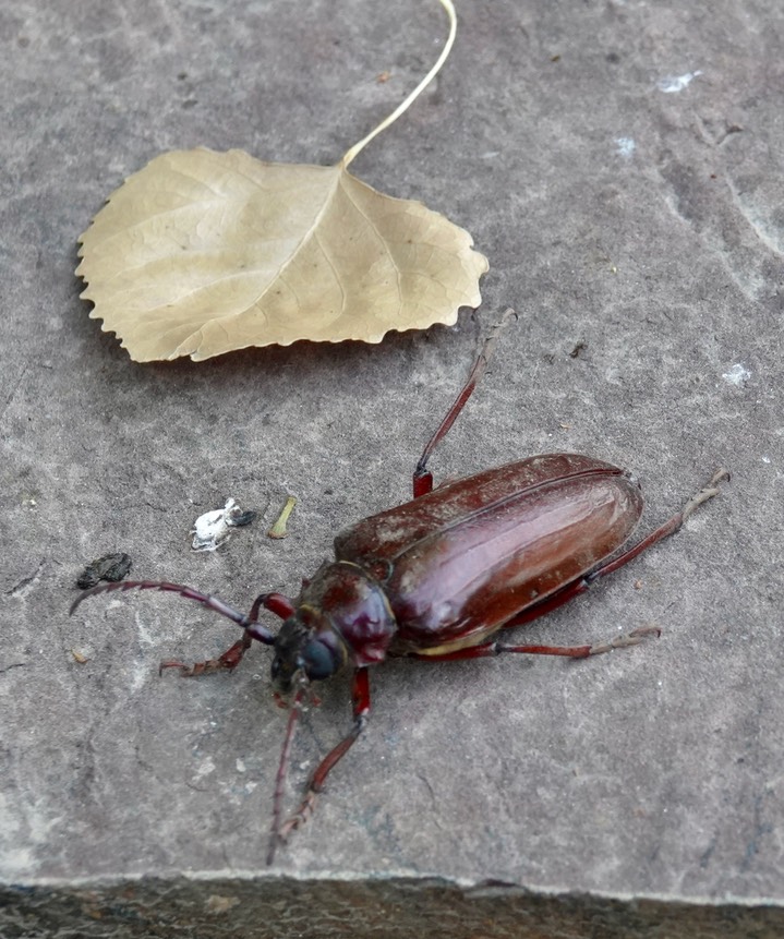 Prionus californicus aka California Prionus or Giant Root Borer.  Hillsboro 1
