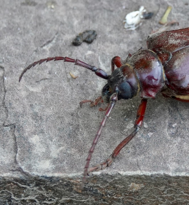 Prionus californicus aka California Prionus or Giant Root Borer.  Hillsboro
