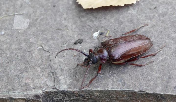 Prionus californicus aka California Prionus or Giant Root Borer.  Hillsboro 2