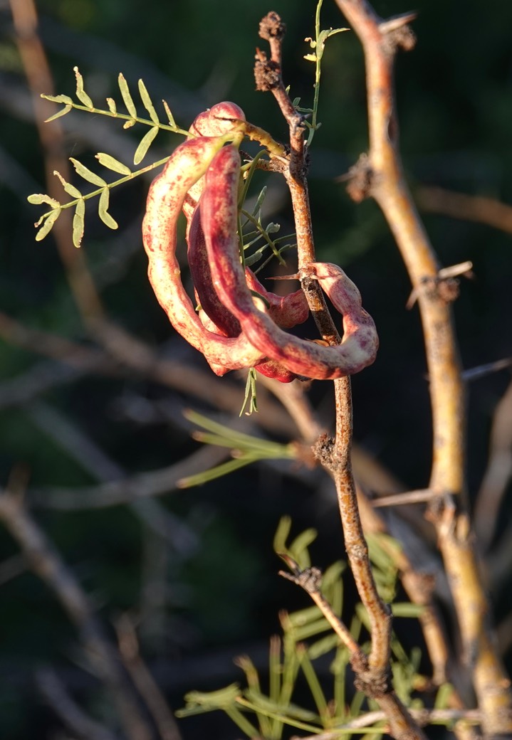 Prosopis glandulosa Torrey var. torreyana 2