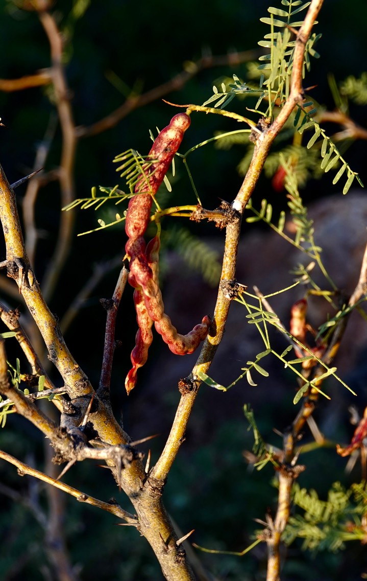 Prosopis glandulosa Torrey var. torreyana 3