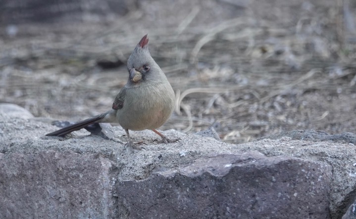 Pyrrhuloxia  2