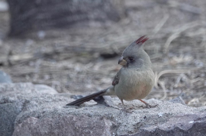 Pyrrhuloxia  3