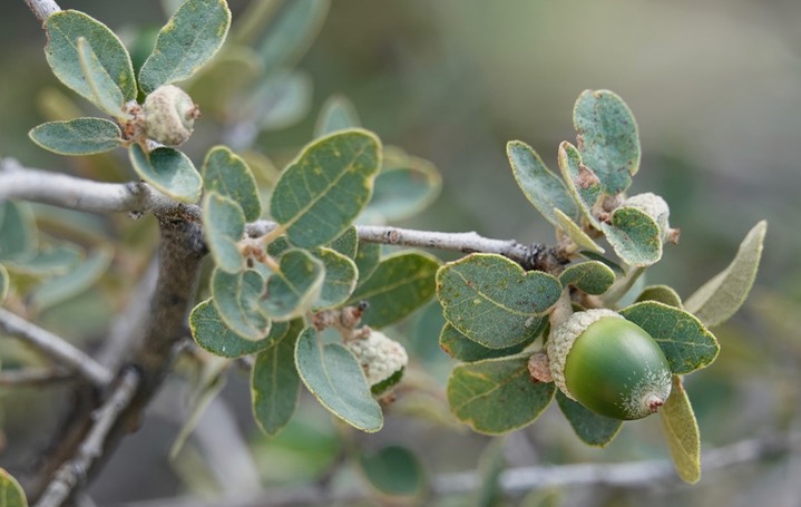  Quercus grisea, Gray Oak  2