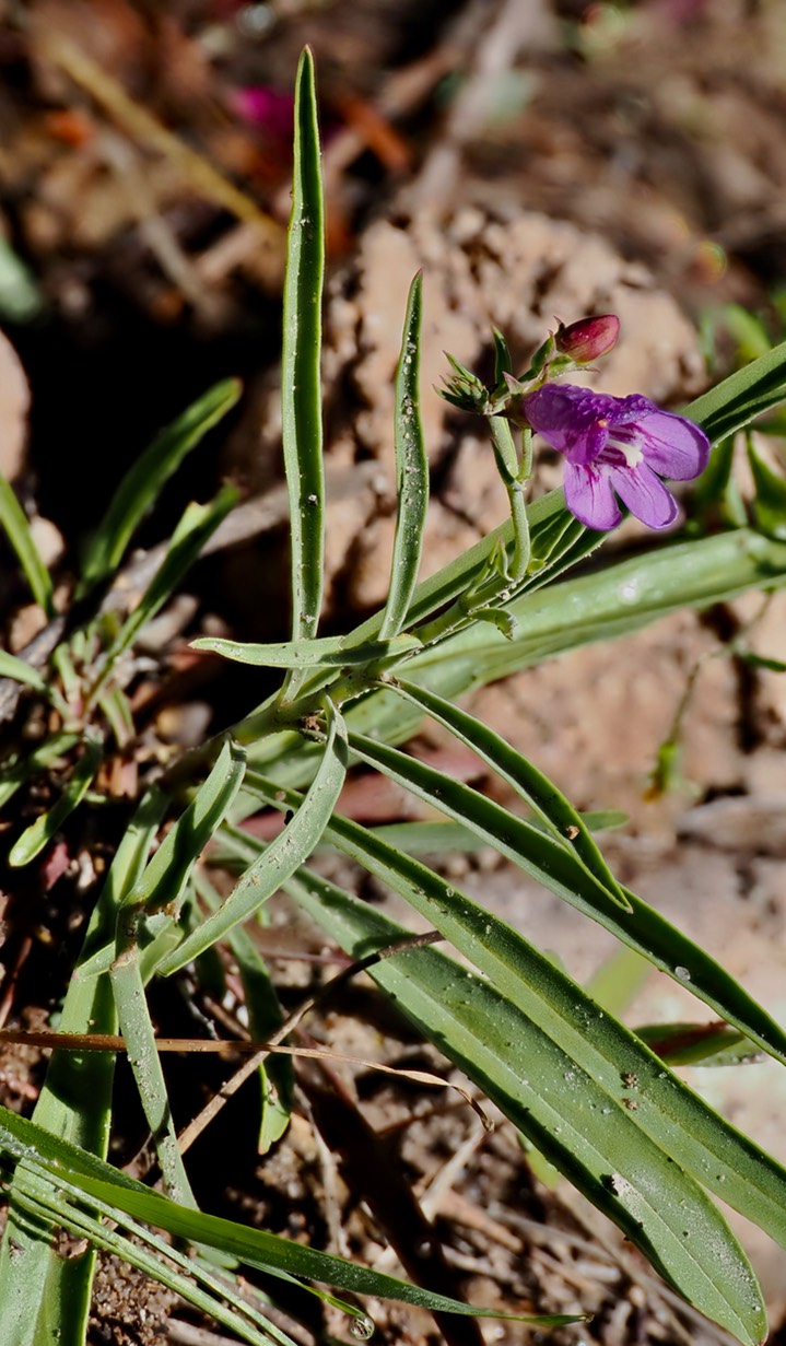 Rabb Park Penstemon virgatus 4